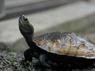 in Karahori Osaka 2007